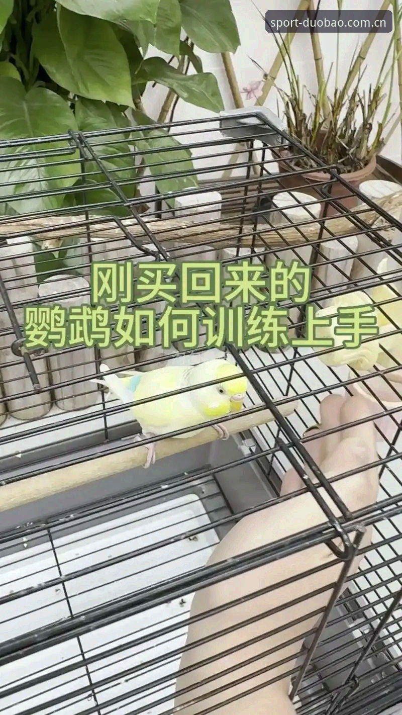 多宝体育手机下载官方下载 从新手到老鸟:掌握多宝体育手机下载官方下载的5个关键技巧